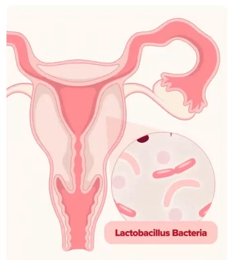 Probiótico Vaginal® - Capsulas